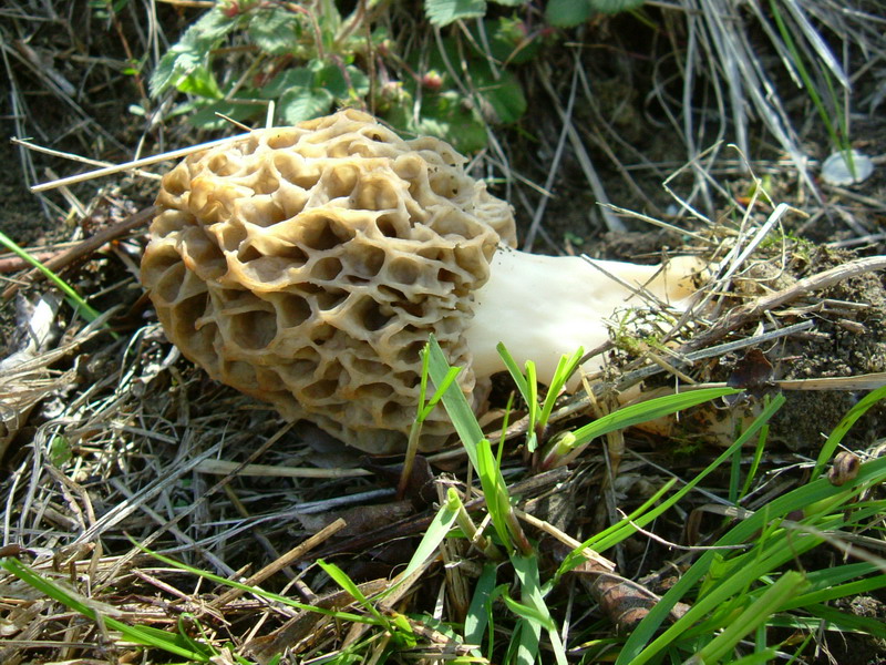 Morchella